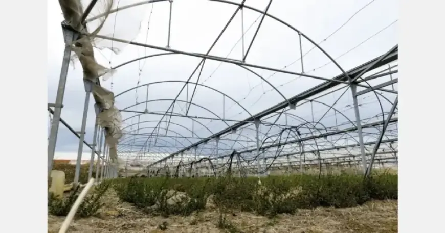 Winds Devastate Greek Greenhouses, Impacting Local Growers