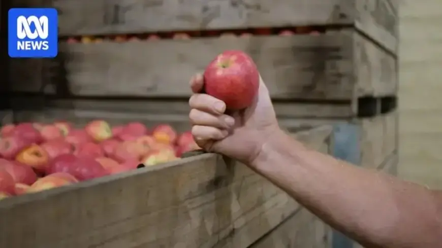 Discover Why Supermarket Apples Can Be Up to a Year Old