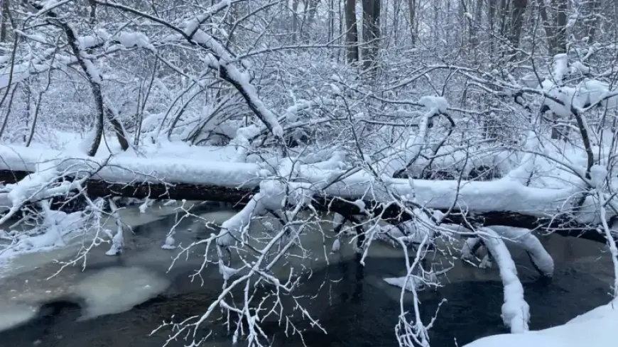 Do Trees Explode in Extreme Cold? The Surprising Truth