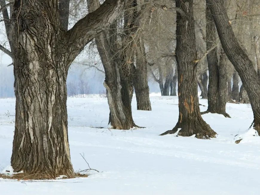 Exploding Trees in Extreme Cold: The Real Winter Risk Behind the “Boom” Sounds