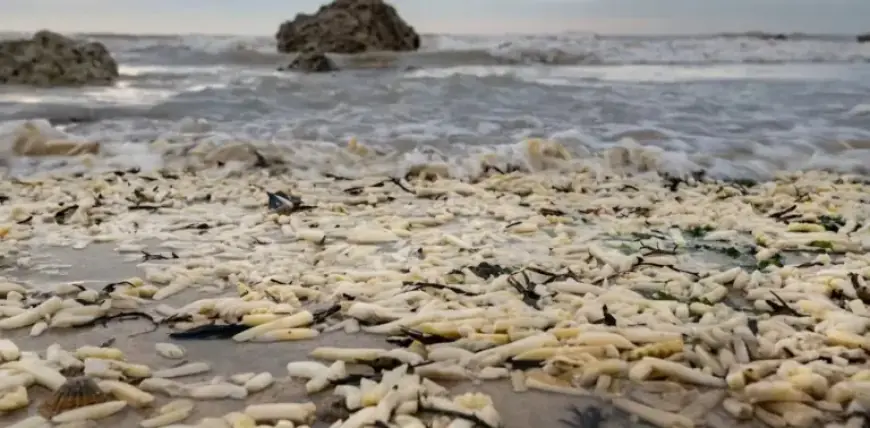 Onions and Chips On England’s Coast: The Science Behind Their Arrival