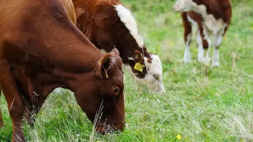 Federal Cuts Threaten Future of N.S. Research Farm