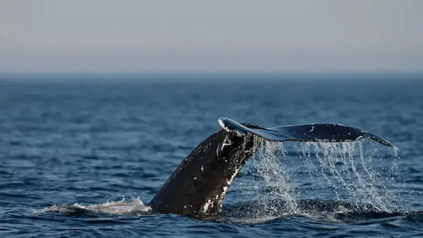 Warming Gulf of St. Lawrence Alters Whales’ Diet, Prompts Meal Sharing
