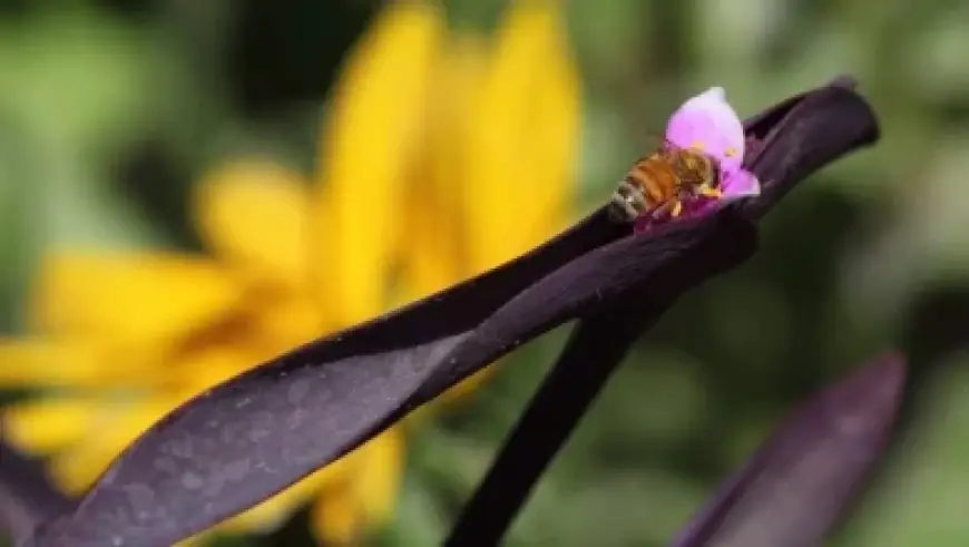 “Wonder Man Achieves Second Highest Rotten Tomatoes Score in MCU History”