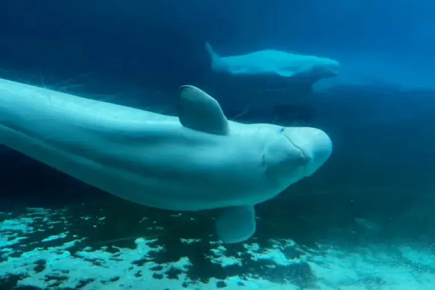 Marineland Seeks Federal Approval to Export 30 Belugas to U.S. Aquariums