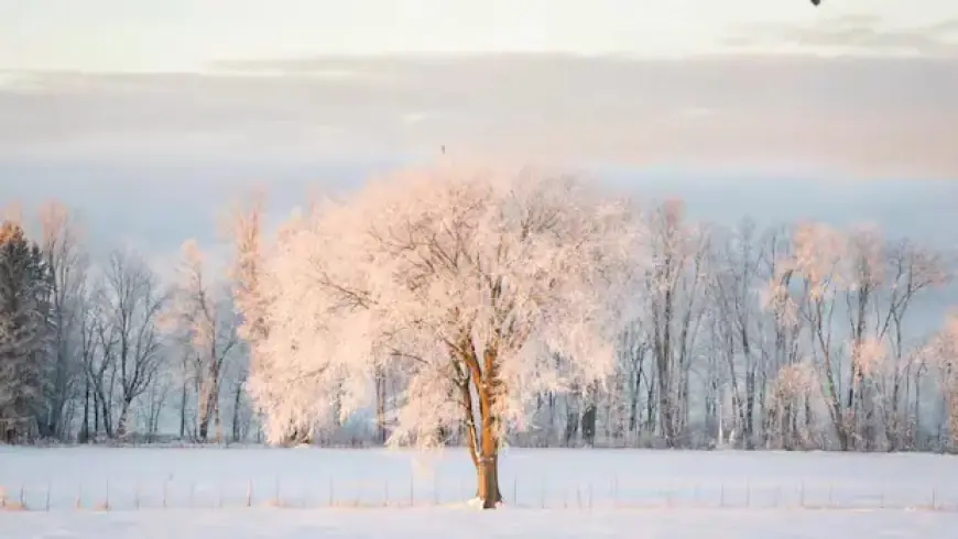 Experts Debunk Viral Claim: Cold Won’t Cause Trees to Explode