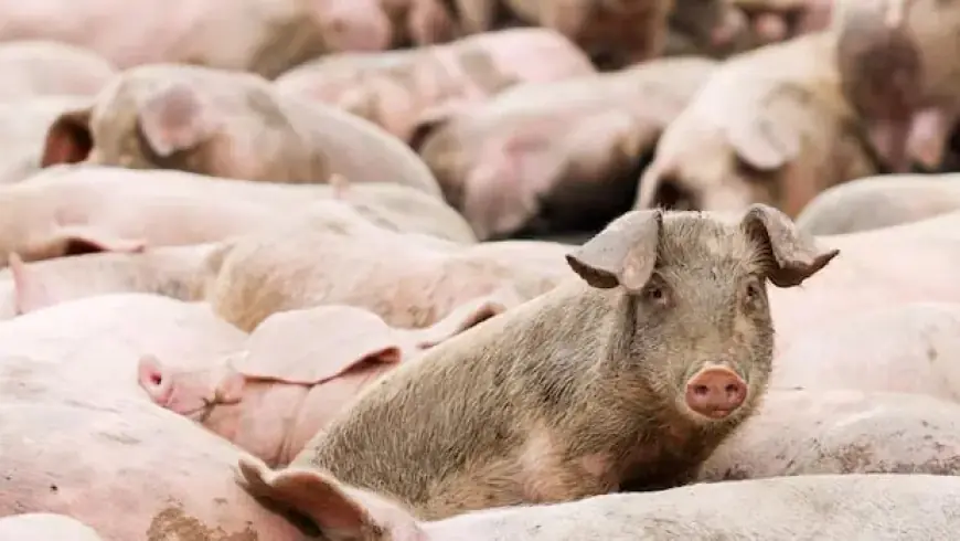 Health Canada Approves Gene-Edited Pigs as Safe for Consumption