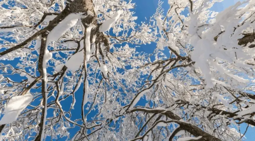 “Exploding Trees” in Extreme Cold: Real Risk, Rare Event, Serious Consequences