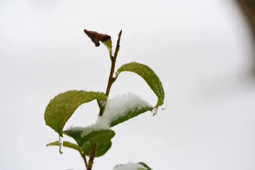 “Prepare Now: Essential Steps for the Upcoming Ice Storm”