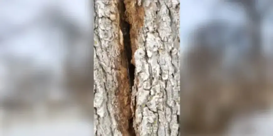 Why Winter Storms Cause ‘Exploding Trees’: An Explanation