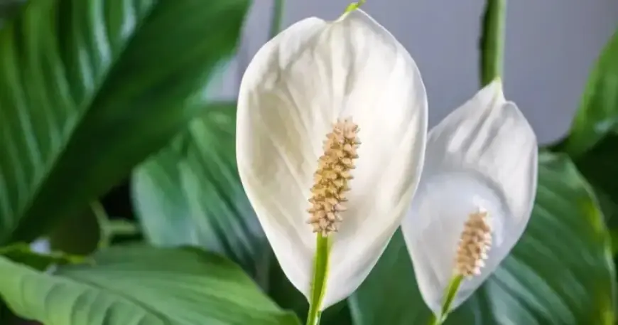 Boost Peace Lily Blooms: One Simple Change for 8 Flowers