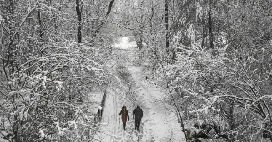 Do Cold Temperatures Cause Trees to Pop? Here’s the Explanation