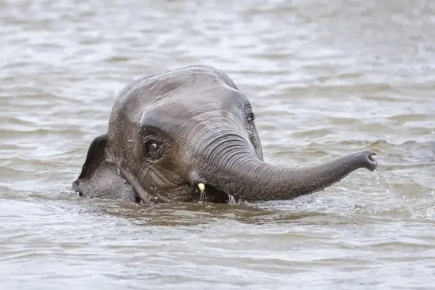 Staying Cool in the Savannah: Survival Strategies