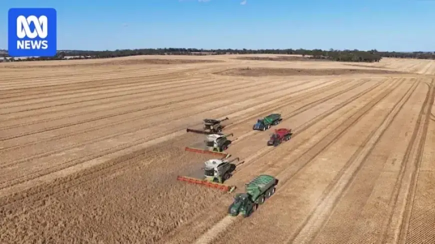 WA Grain Harvest Poised to Shatter Record with 27 Million Tonnes