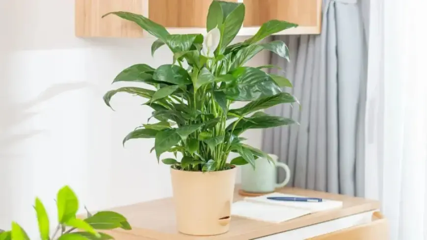 Avoid Placing Peace Lilies Here: Discover the Reason Why