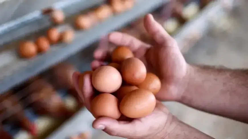 Vital Farms Egg Boycott: What’s Happening and Why It Matters