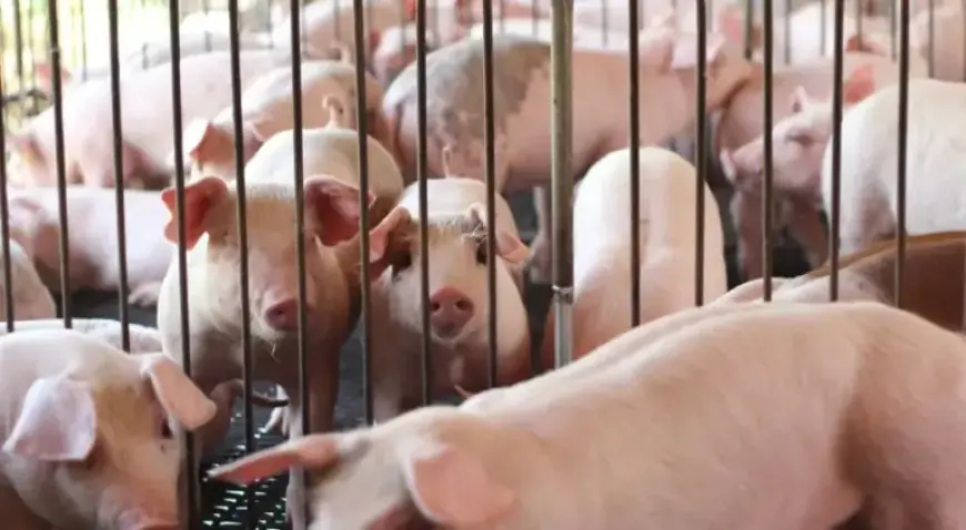 Czarniak: Expanding Markets Must Benefit Farmers Too