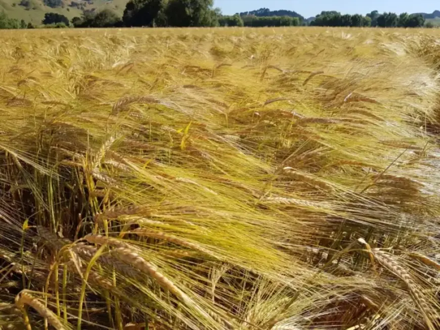 Hailstorm Devastation Forces Beer Industry to Swallow Bitter Losses