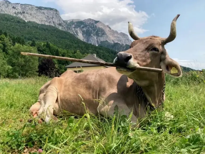 Veronika the Cow: Pioneering Flexible, Multipurpose Tool Use