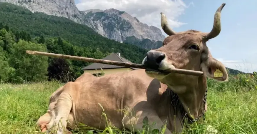 Cow Surprises Experts by Using Tools