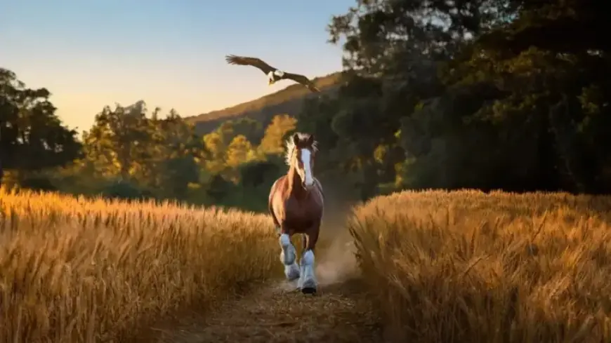 Budweiser Super Bowl Ad Features Clydesdale and Bald Eagle