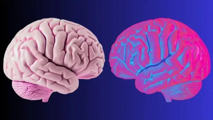 Scientists Uncover Brain Waves Defining Personal Identity Boundaries