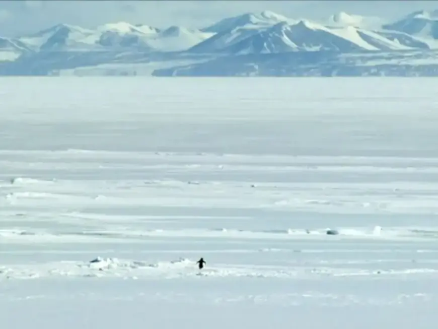 Penguins Mysteriously Walk Inland, Leading to Their Tragic Demise