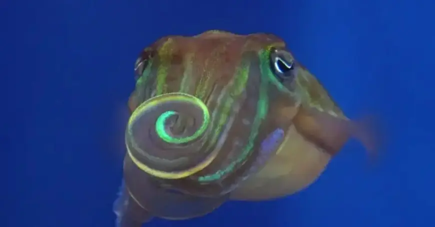 Dazzle Potential Mates With Invisibility Patterns: A New Flirting Technique