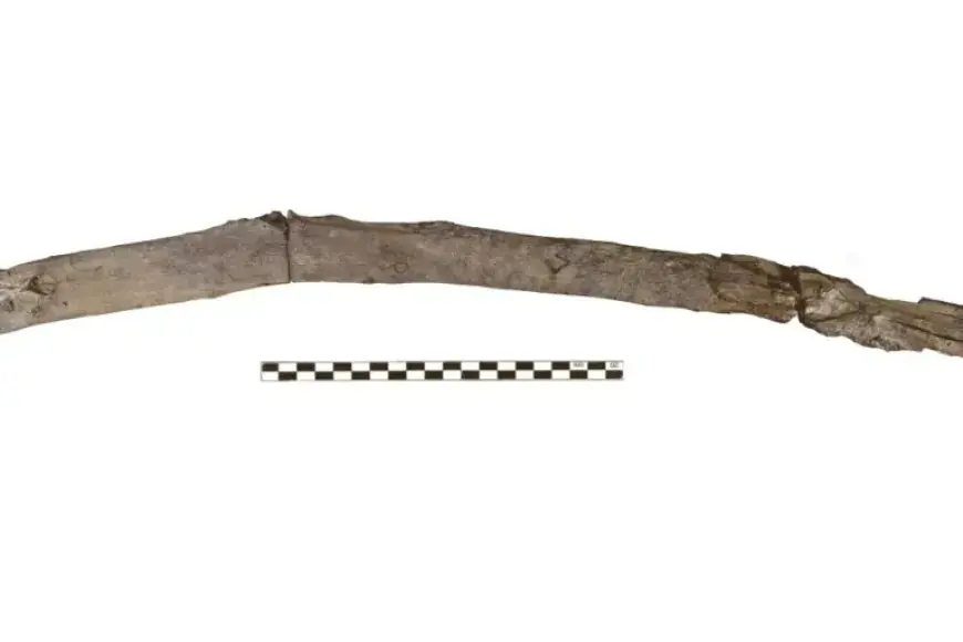 Oldest Wooden Tools Unearthed in Greece Rewrite History