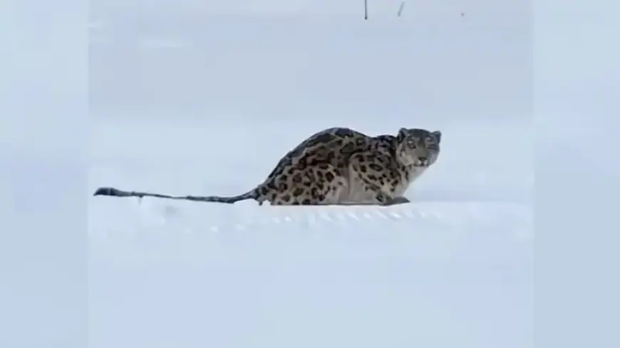 Skier Attacked by Snow Leopard in China’s Xinjiang Region