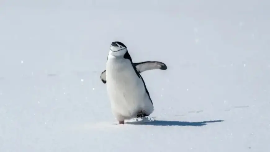 “Nihilist Penguin: Embracing Quiet Aesthetic in Departing the Herd”