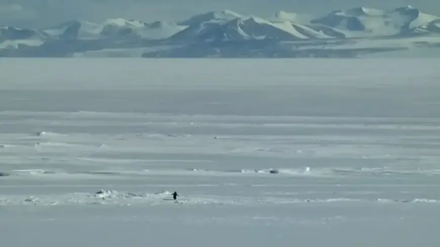 Exploring TikTok’s Viral ‘Nihilistic Penguin’ Meme