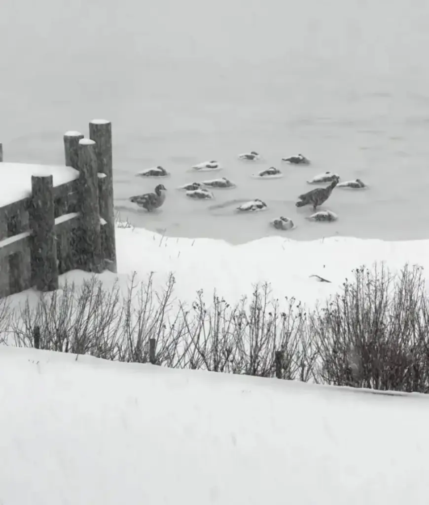 North Fork Schools Close as Record Snowfall Blankets Area