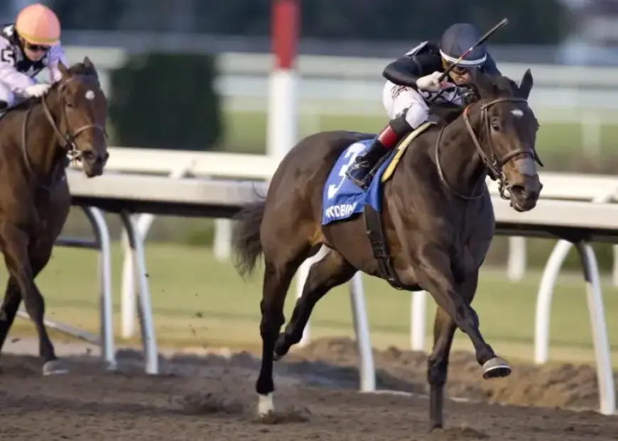 Graded Winner Stormcast Joins Fasig-Tipton Winter Mixed Sale Listings