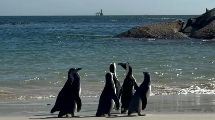 Penguin Alarm in 2026: Bird Flu Pressure Builds as a Viral “Lone Penguin” Moment Collides With Real Conservation Risks