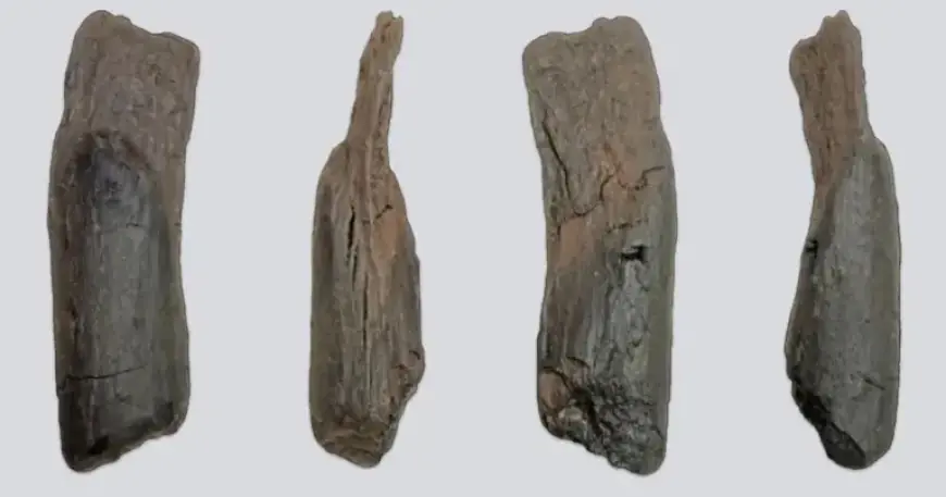 World’s Oldest Human-Shaped Tool Discovered: A 430,000-Year-Old Stick