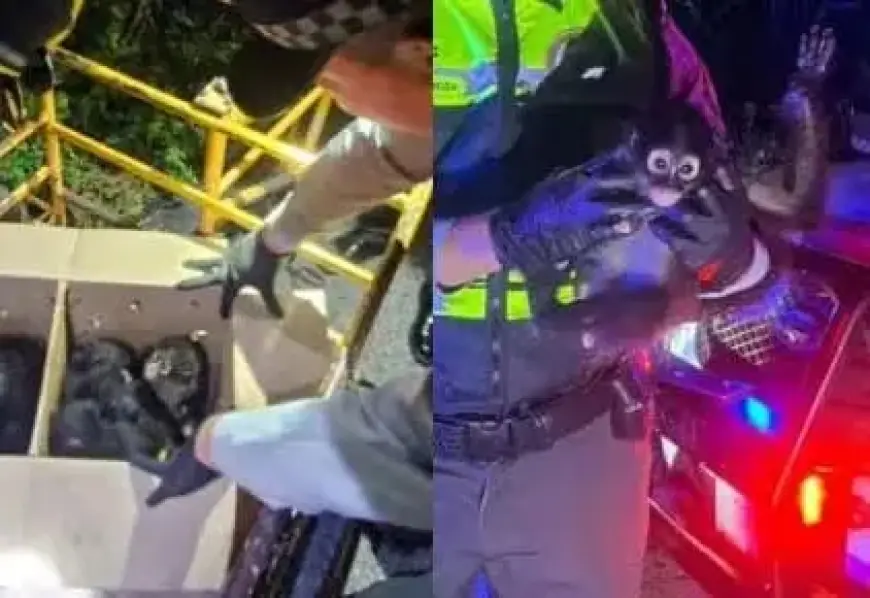 Nine Spider Monkeys Successfully Rescued