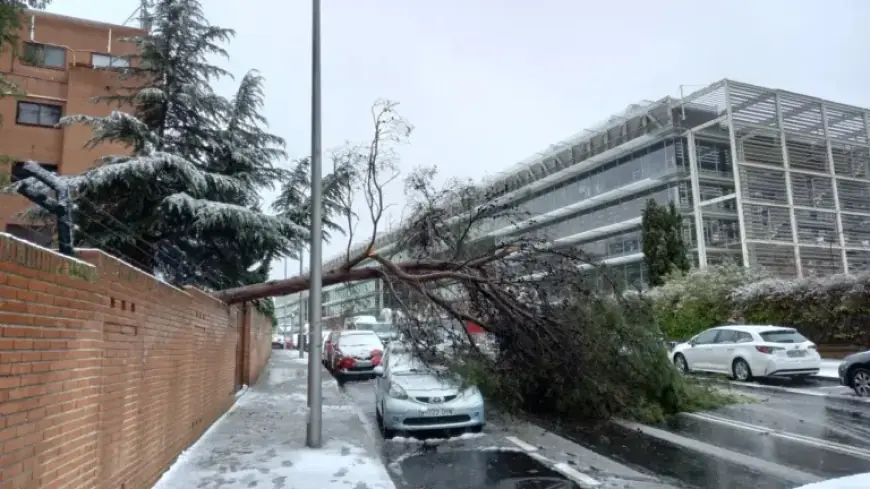 Traffic Jams and Fallen Trees Spike 112 Alert Amid Numerous Incidents