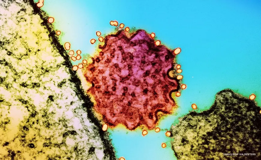 Nipah virus outbreak in India 2026 declared contained after two confirmed cases, as Asia tightens airport screening