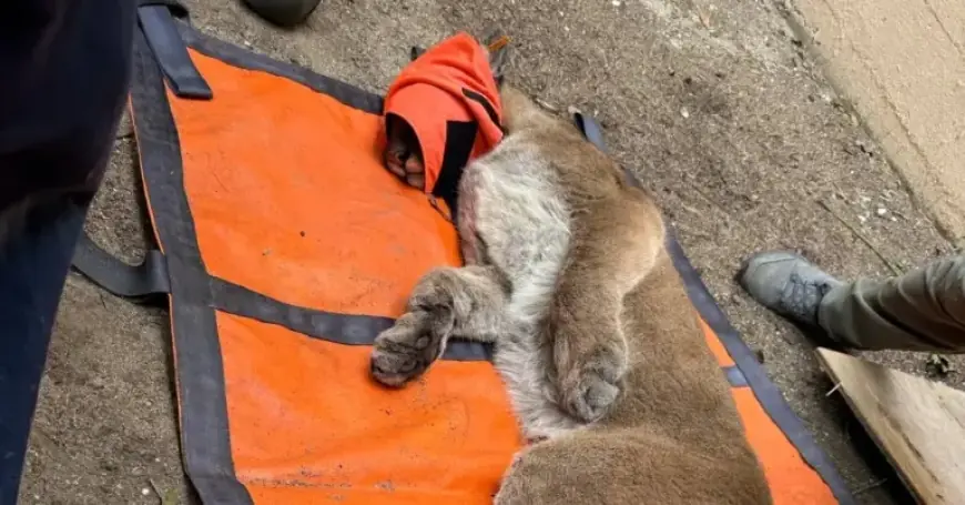 San Francisco Marvels at Newest Animal Sensation: Mountain Lion Spotted