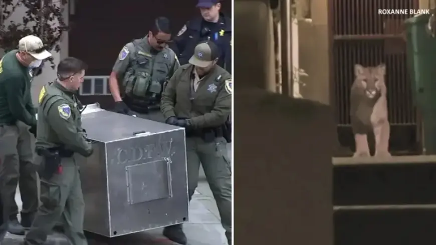 Mountain Lion Captured After Numerous Sightings in San Francisco’s Pacific Heights