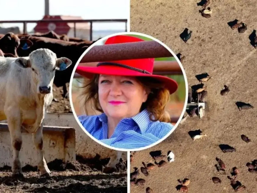 Rinehart to Sell Queensland Cattle Stations Amid Rising Land Taxes