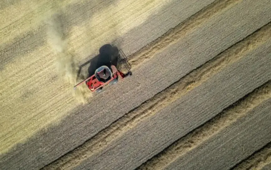 China Resumes Canadian Canola Imports Following Trade Relations Reset