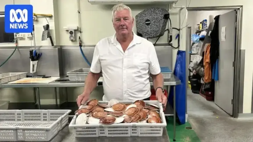 Queensland Trawling Ban Forces Fishermen to Discard Scallop Catch