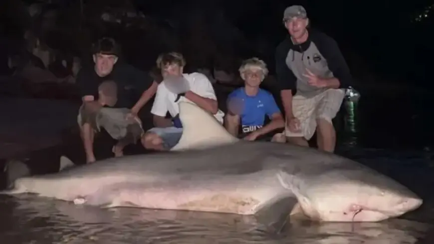 Teenagers Haul Massive Shark onto Sydney Beach