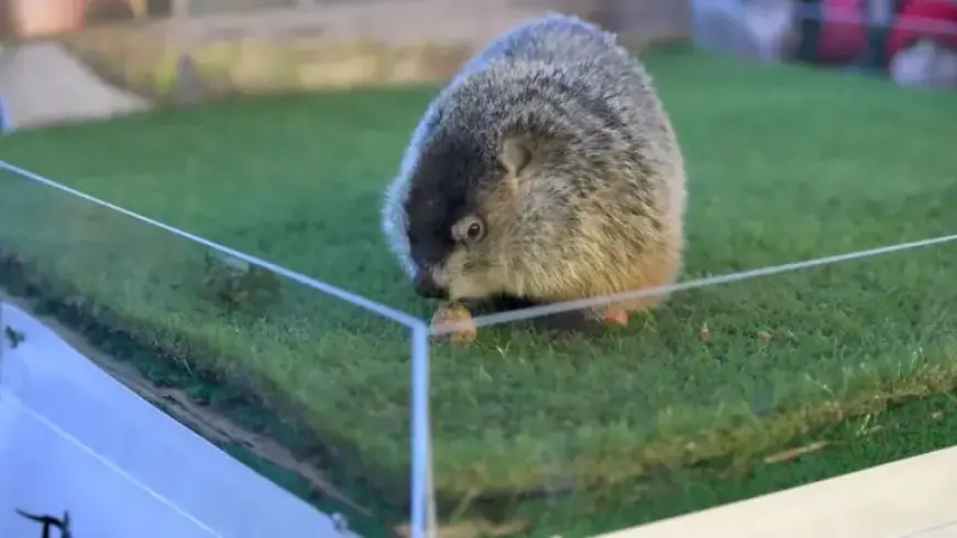 Discover Other Notable Groundhog Day Forecasters Beyond Punxsutawney Phil