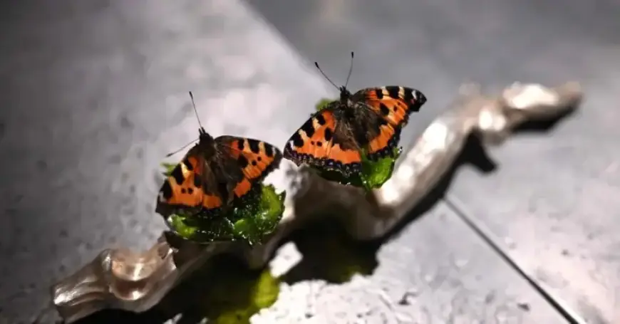 Denmark Discovers the Artistry in Culinary Creations