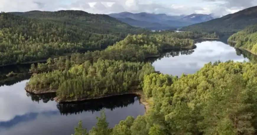 Scottish MSPs Approve Greyhound Race Ban, School Restraint Limits, and Nature Bill