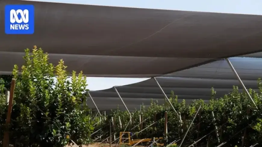 Farmers Shield Crops with Netting to Combat Heatwave Sunburn
