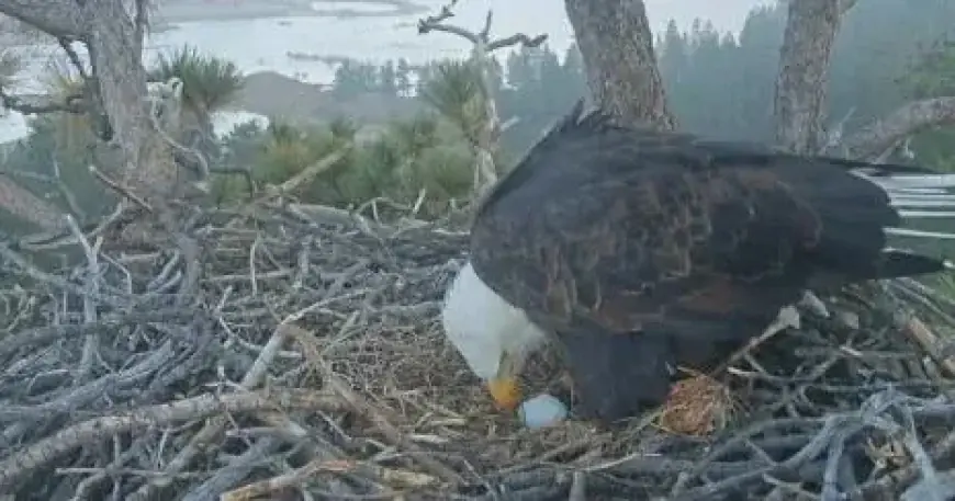 Eagles Jackie and Shadow Lay First Egg of the Season